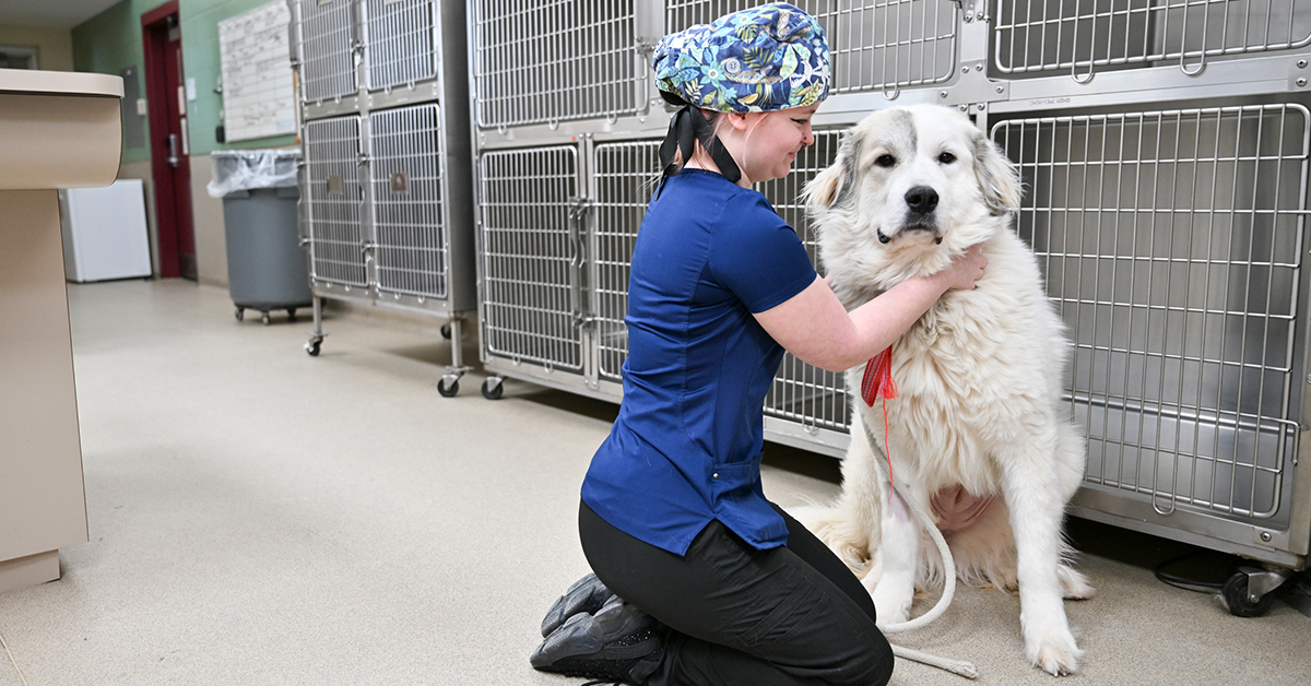 A Veterinary Technology student secures a leash on a big white dog in the SUNY Canton kennels.
