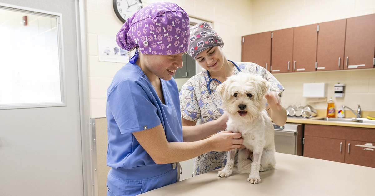Two Veterinary Science students feel a fluffy white dog's leg joints.